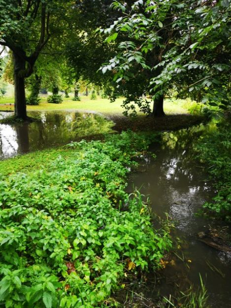 FLP Helps Enhance Biodiversity at Tottle Brook Watercourse in Nottingham
